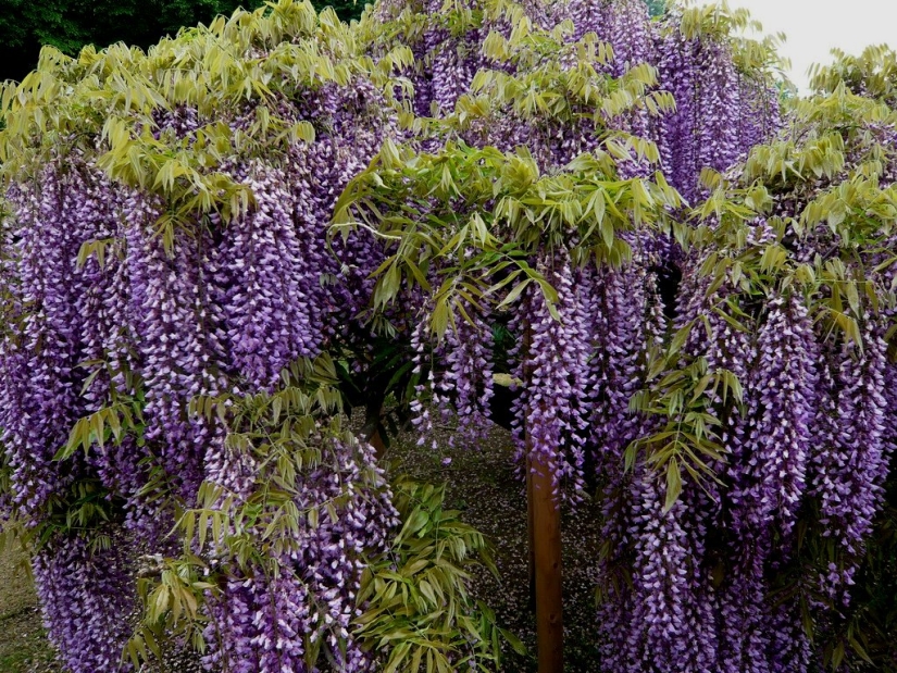 "Grape" wisteria bunches