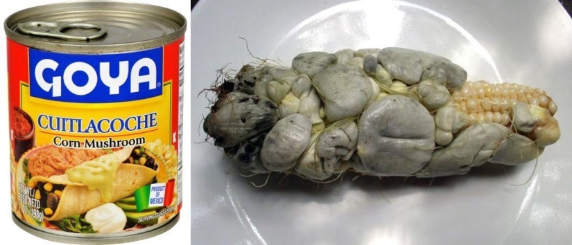 Grasshoppers, alligator, bread and corn... fungus: the craziest canned