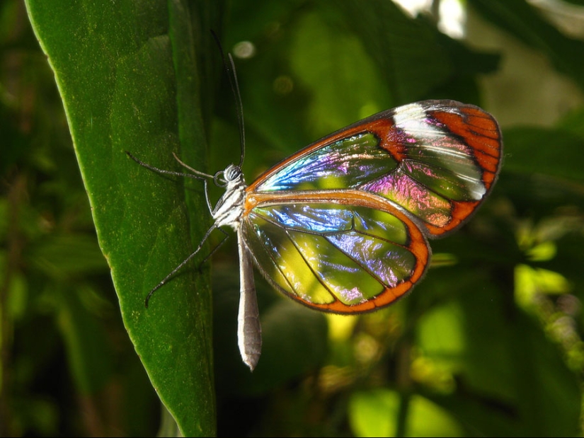 Greta oto-una mariposa increíble con alas de" vidrio"