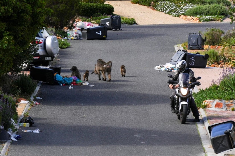 Guerras de babuinos: monos agresivos en Ciudad del Cabo atacan a la gente