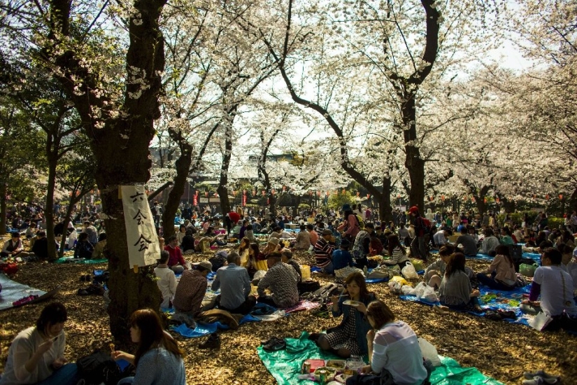 Hanami is a Japanese tradition of admiring cherry blossoms
