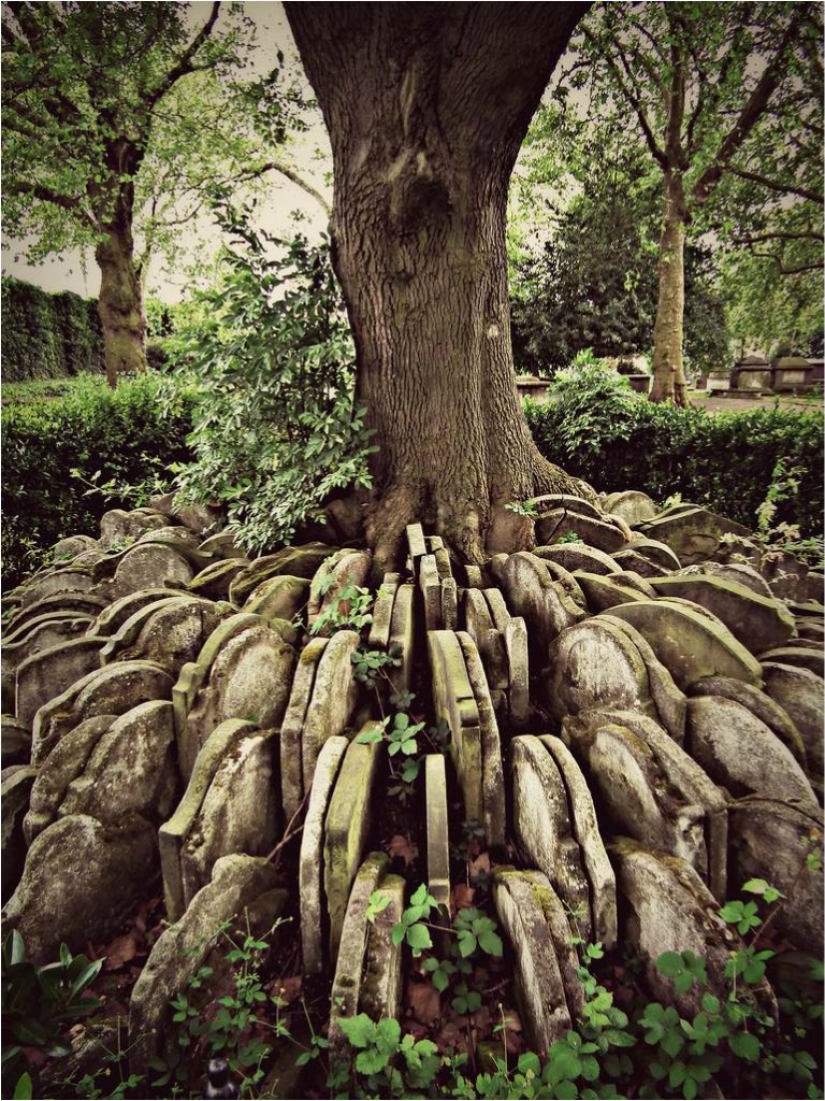 Hardy's gravestone tree with hundreds of tombstones