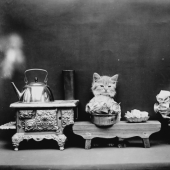 Harry Witter&#39;s retro cats and puppies that made a splash 100 years ago