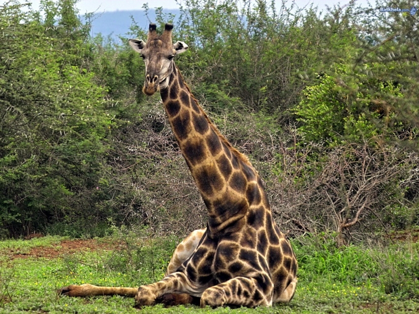 Have you ever wondered how giraffes sleep?