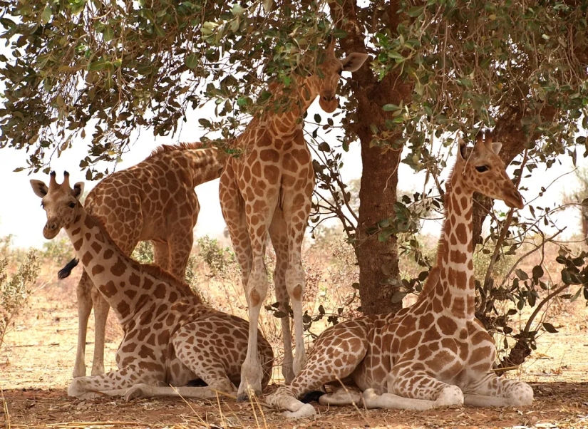 Have you ever wondered how giraffes sleep?