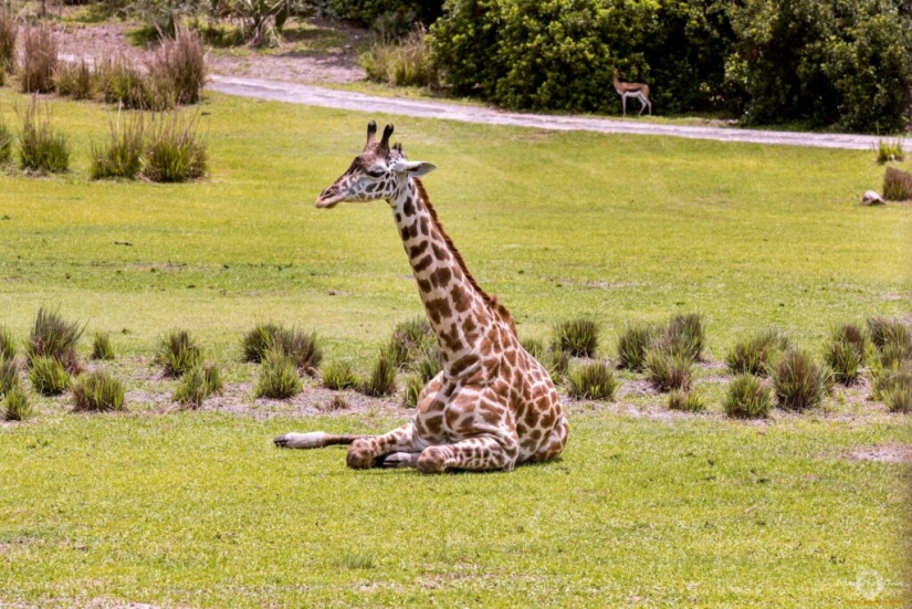 Have you ever wondered how giraffes sleep?