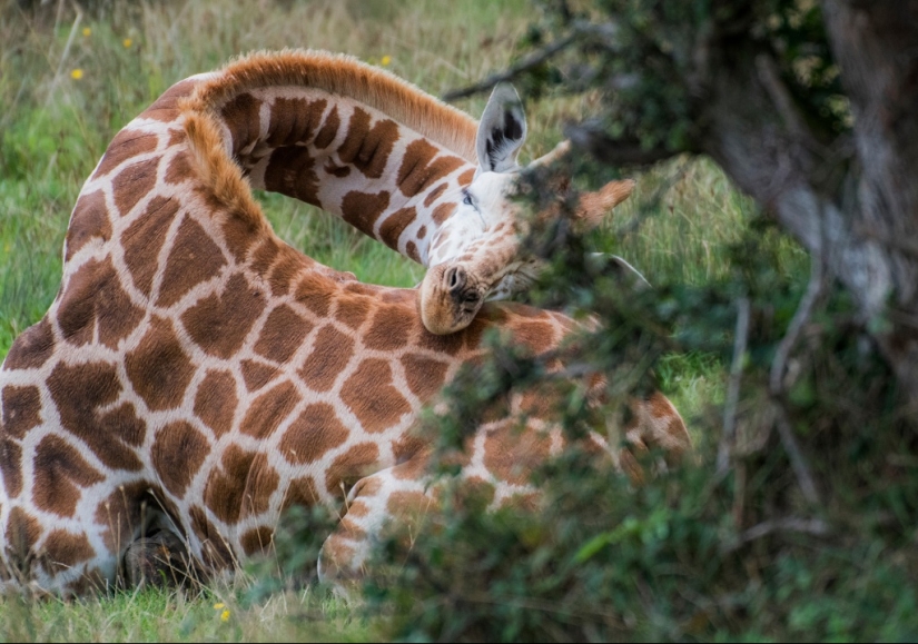 Have you ever wondered how giraffes sleep?