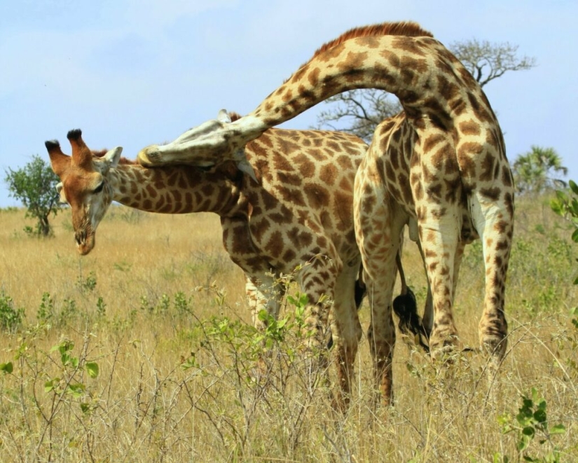 Have you ever wondered how giraffes sleep?