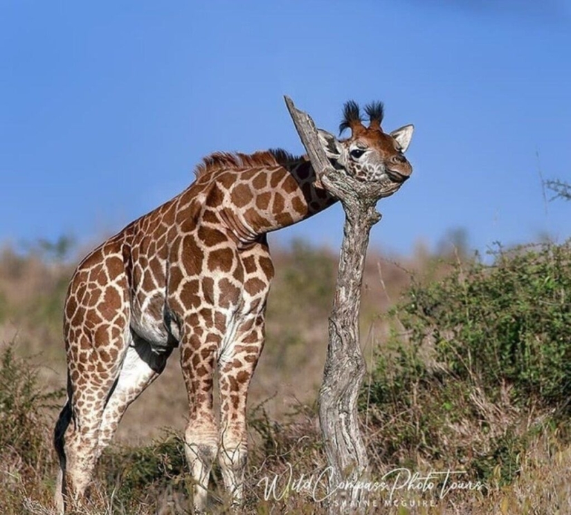 Have you ever wondered how giraffes sleep?