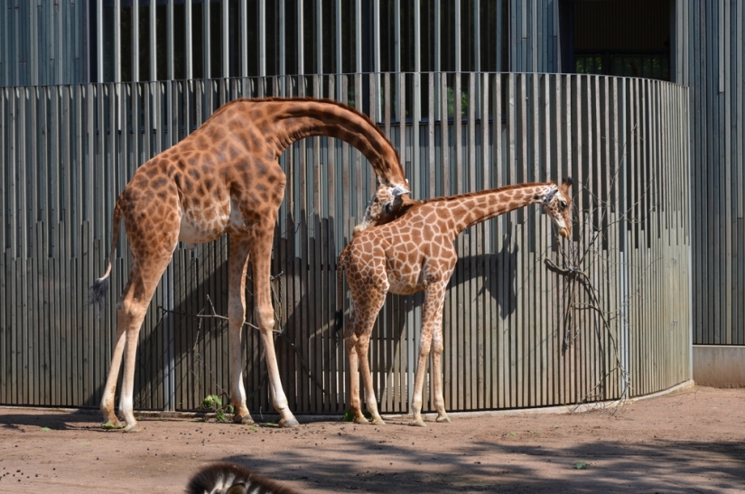 Have you ever wondered how giraffes sleep?