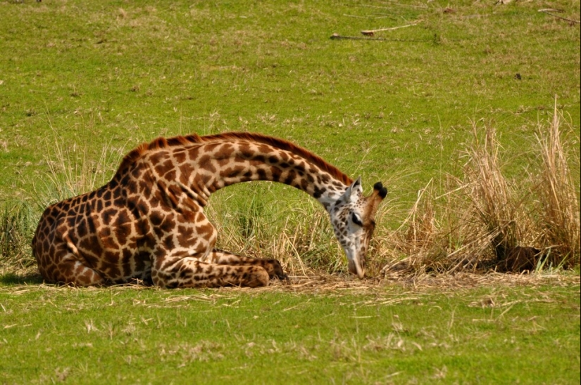 Have you ever wondered how giraffes sleep?