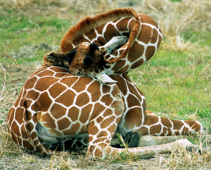 Have you ever wondered how giraffes sleep?