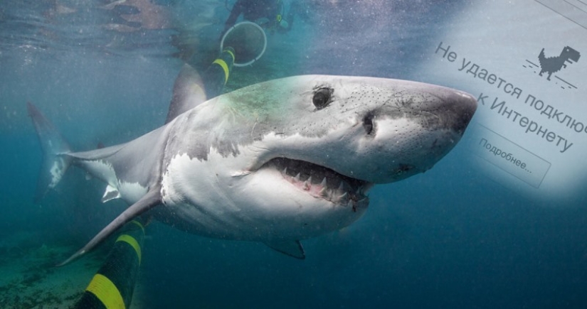 Hay que proteger Internet ... ataques de tiburones