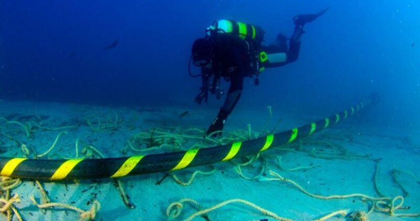 Hay que proteger Internet ... ataques de tiburones