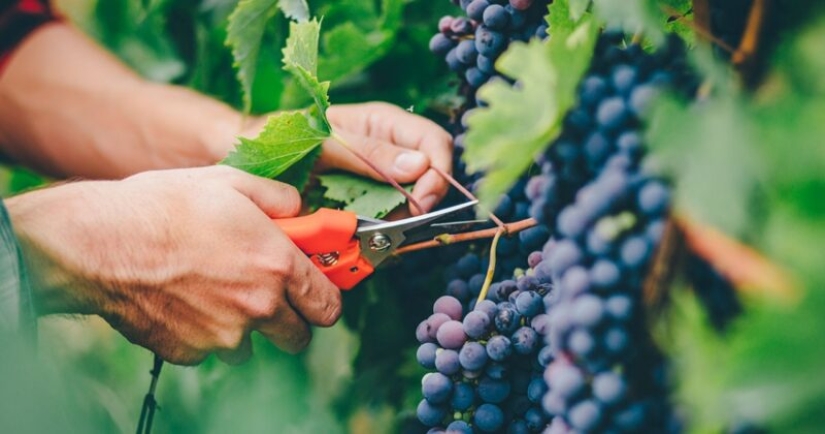 ¿Hay un "vino en polvo" y por qué no tener miedo de él