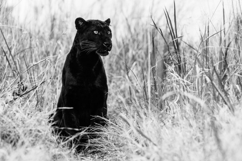 "He estado persiguiendo a este leopardo hora y media": la historia de la creación de la legendaria las mejores fotos del fotógrafo David yarrow