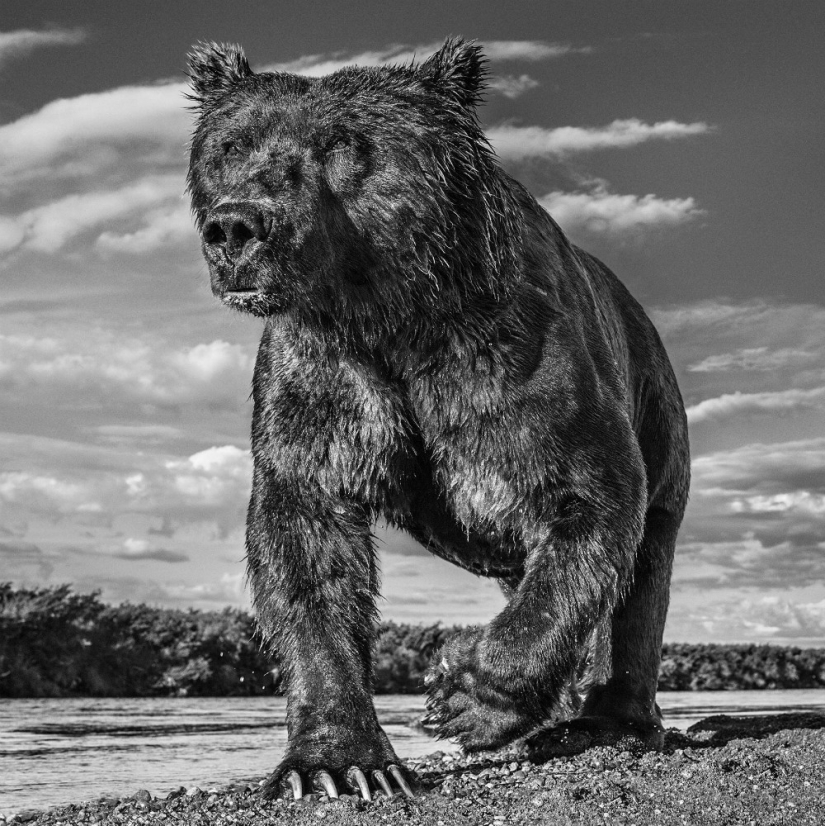 "He estado persiguiendo a este leopardo hora y media": la historia de la creación de la legendaria las mejores fotos del fotógrafo David yarrow