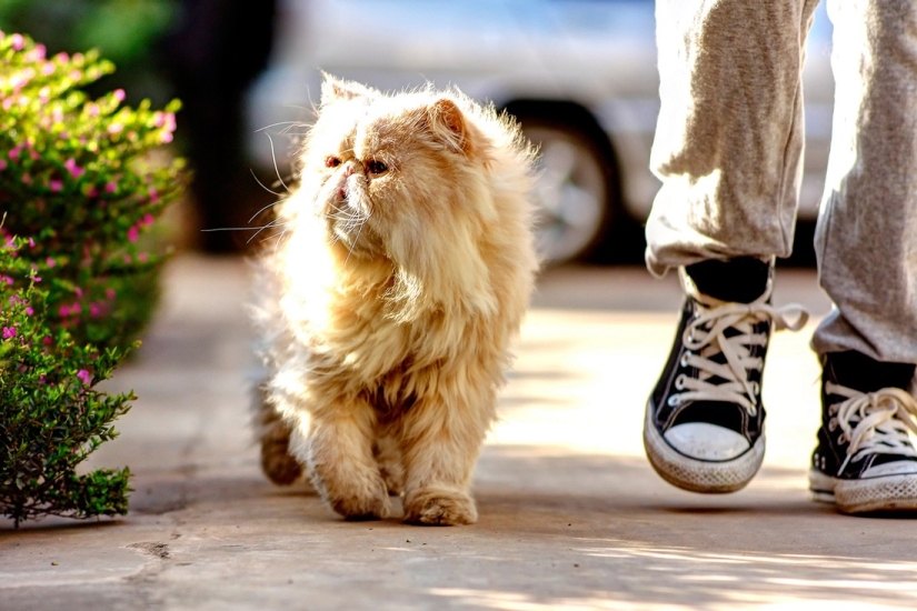 Hechos de Kote. ¡Lo que no sabías sobre las mascotas bigotudas!