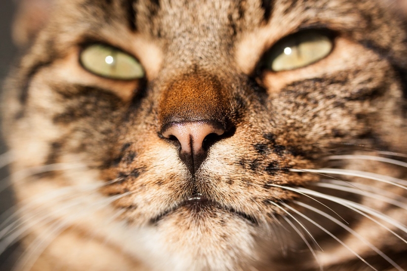 Hechos de Kote. ¡Lo que no sabías sobre las mascotas bigotudas!