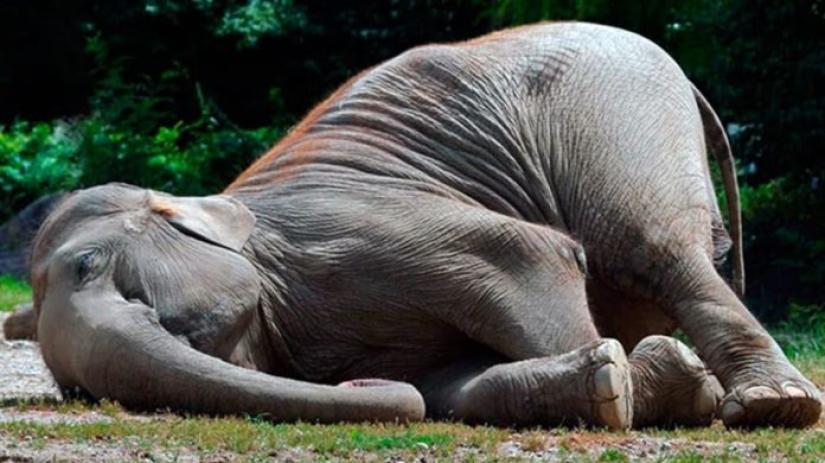 Hechos interesantes acerca de cómo los animales duermen