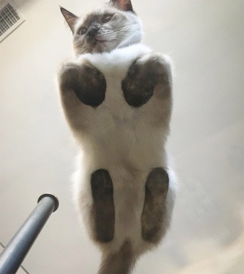 Heels bellies and wool: the lethal dose of cuteness — seals on glass, view from below