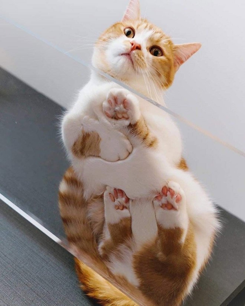 Heels bellies and wool: the lethal dose of cuteness — seals on glass, view from below