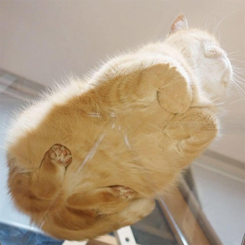 Heels bellies and wool: the lethal dose of cuteness — seals on glass, view from below