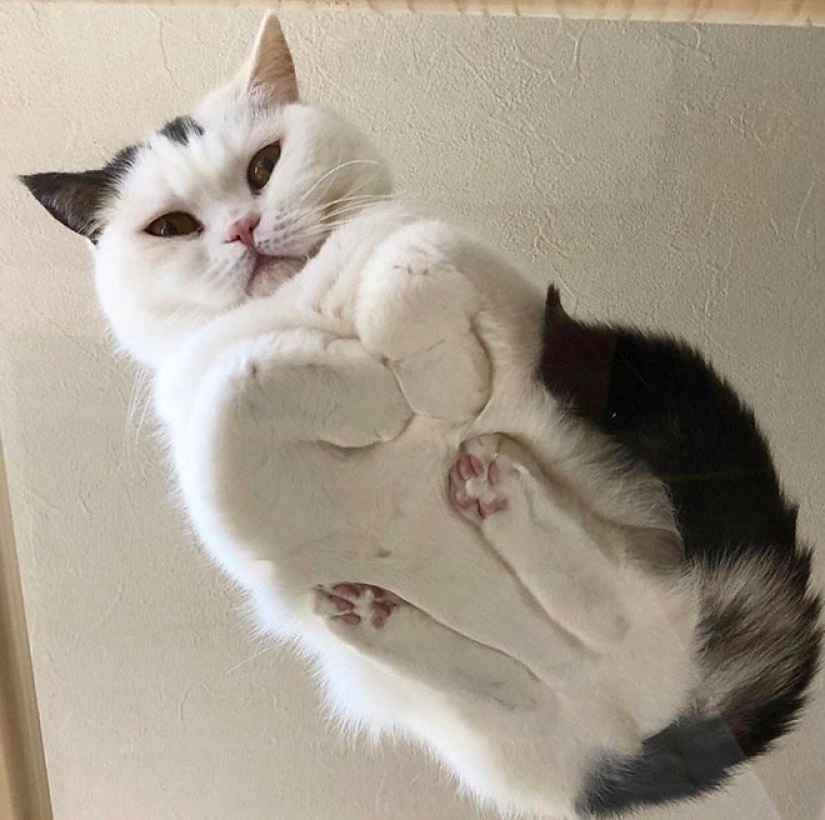 Heels bellies and wool: the lethal dose of cuteness — seals on glass, view from below