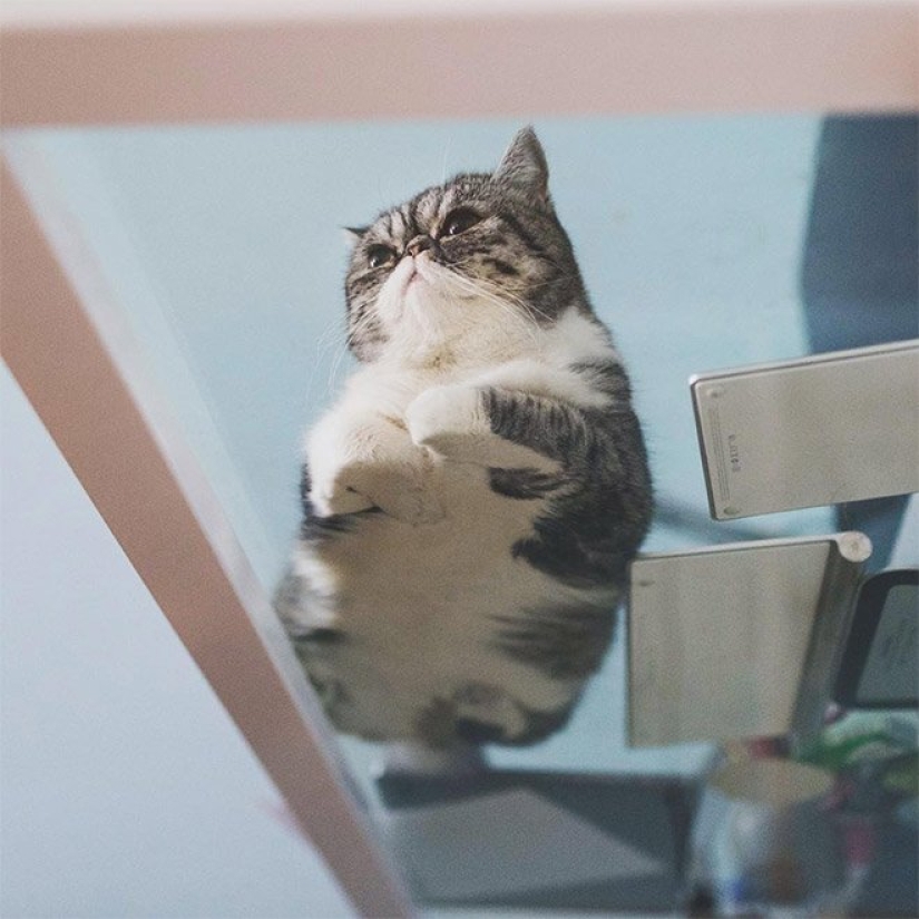 Heels bellies and wool: the lethal dose of cuteness — seals on glass, view from below