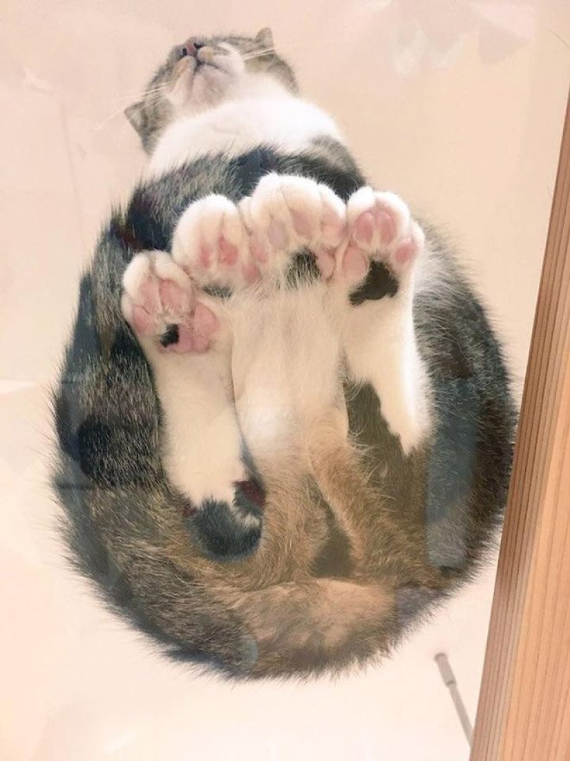 Heels bellies and wool: the lethal dose of cuteness — seals on glass, view from below