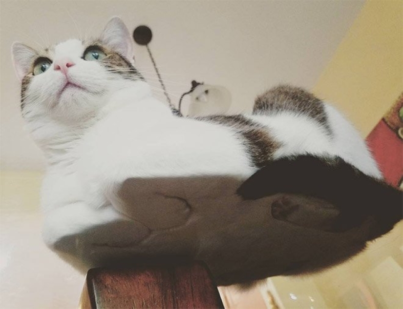 Heels bellies and wool: the lethal dose of cuteness — seals on glass, view from below