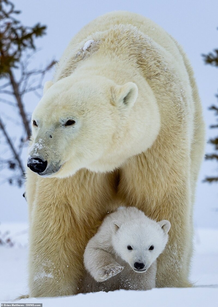 Hello, bears! The photographer was lucky to capture some stunning images of the white bear with cubs