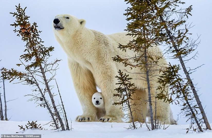 Hello, bears! The photographer was lucky to capture some stunning images of the white bear with cubs