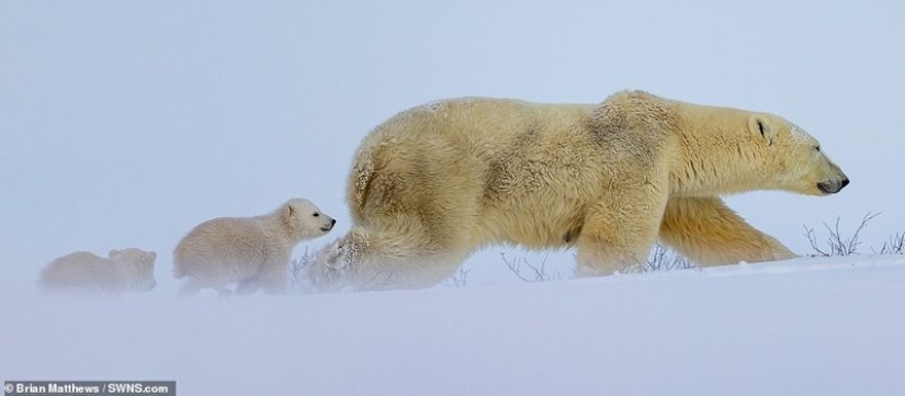 Hello, bears! The photographer was lucky to capture some stunning images of the white bear with cubs