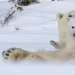 Hello, bears! The photographer was lucky to capture some stunning images of the white bear with cubs