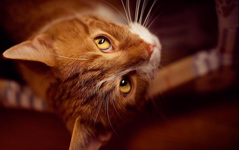 Henry's Pocket: what hides the secret of the anatomy of the cat's ear