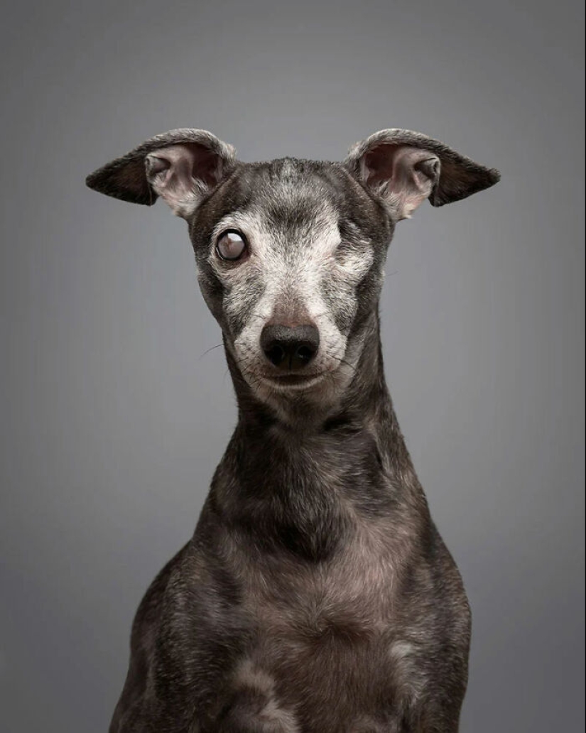 Here Are The Best 19 Pics Of 2024, As Shared By Dog Photography Awards