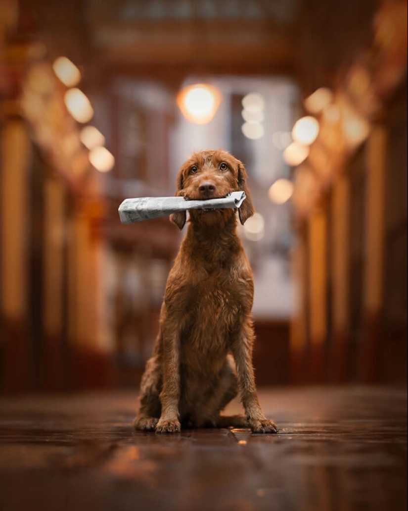 Here Are The Best 19 Pics Of 2024, As Shared By Dog Photography Awards