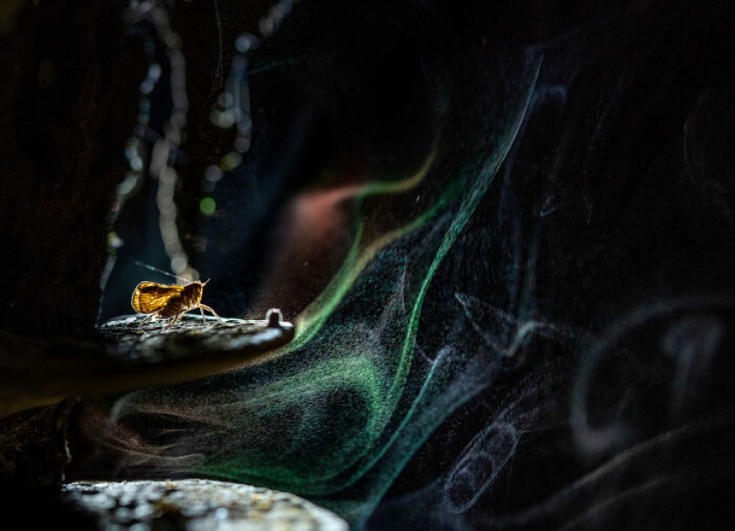 Here Are The Winners Of The Close-Up Photographer Of The Year Awards