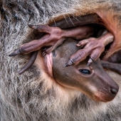 Here Are The Winners Of The Close-Up Photographer Of The Year Awards