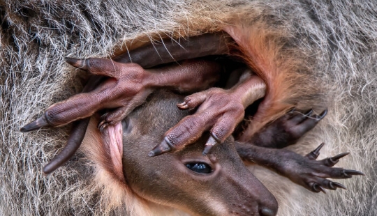 Here Are The Winners Of The Close-Up Photographer Of The Year Awards