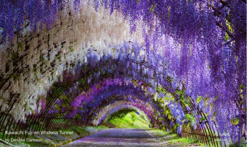 Hermoso como un cuento de hadas: fascinantes túneles de glicinas en Japón
