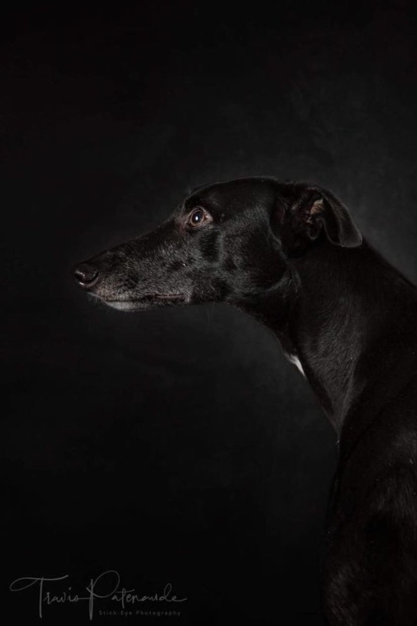 Hermoso perro con un destino trágico: los galgos de Galgo de España