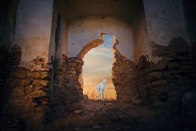 Hermoso perro con un destino trágico: los galgos de Galgo de España