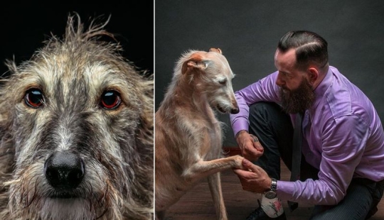 Hermoso perro con un destino trágico: los galgos de Galgo de España