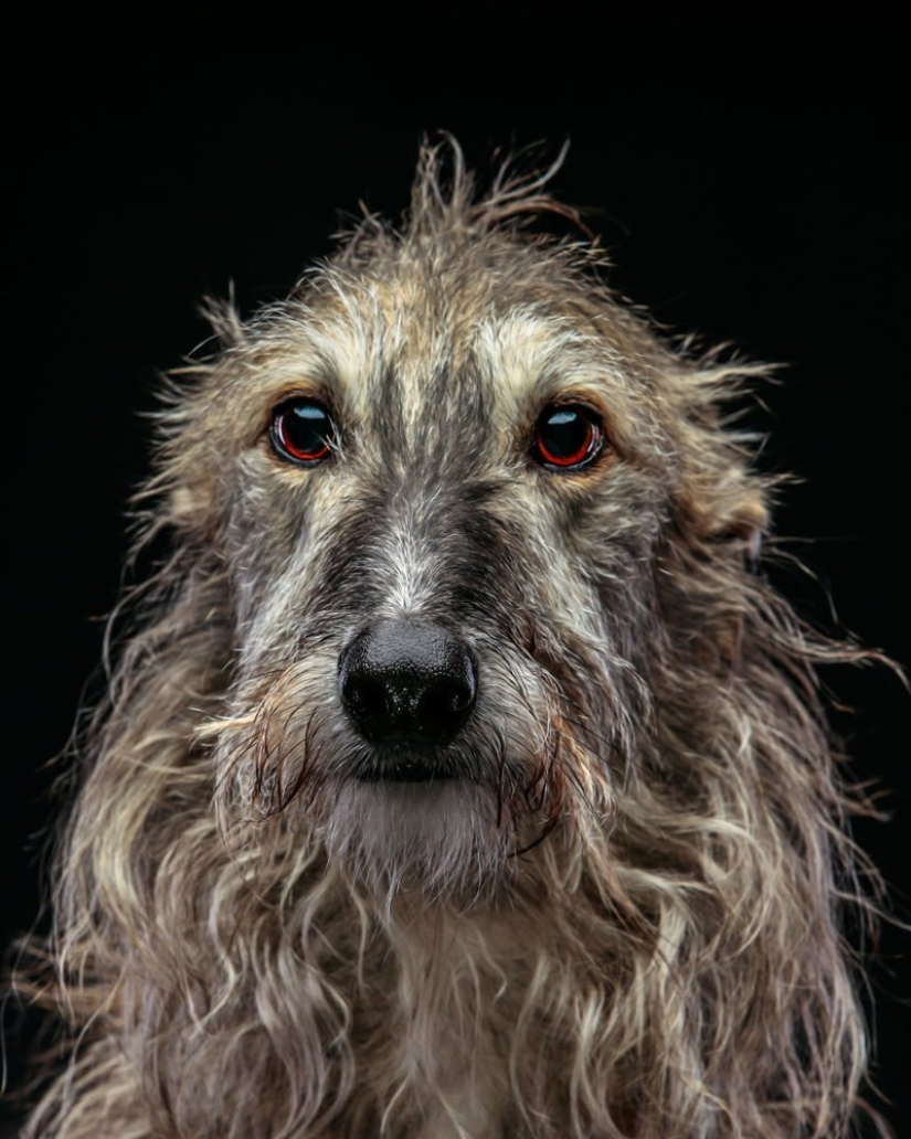 Hermoso perro con un destino trágico: los galgos de Galgo de España