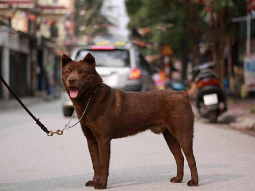 Hmong - an amazing cat dog originally from the jungles of Vietnam