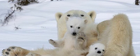 Hola, a los osos! El fotógrafo tuvo la suerte de capturar algunas imágenes impresionantes de el oso blanco con cachorros