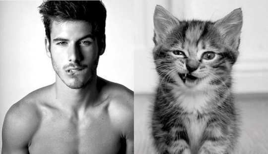 Hombres vs gatos