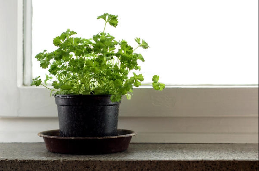 Home vegetable garden: 7 healthy and delicious plants that can be grown on the windowsill